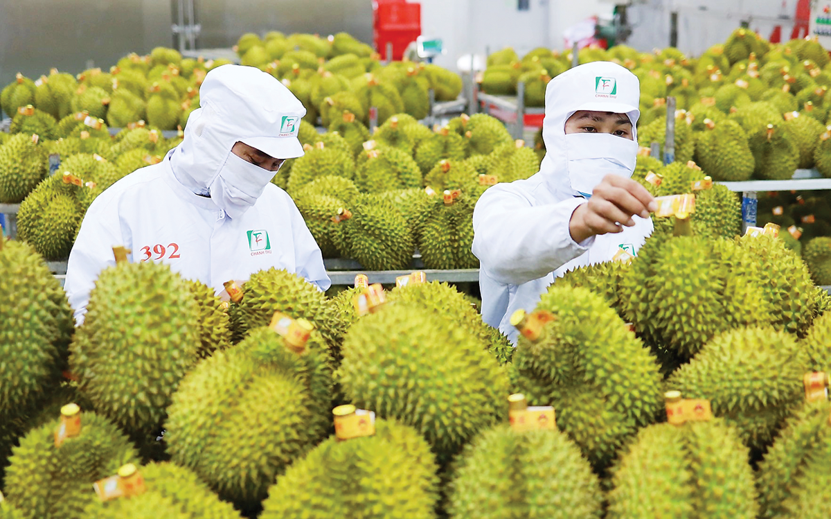 4 tháng đầu năm 2024, sầu riêng vẫn giữ “ngôi vương” với kim ngạch hơn 500 triệu USD, tăng khoảng 30% so với cùng kỳ năm trước.