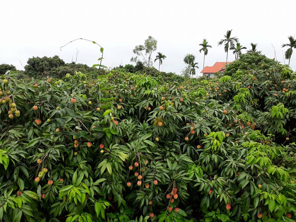 Tại các vùng vải trọng điểm, các nhà cân, thương lái đã tổ chức thu mua vải chín sớm để phân phối đi thị trường trong nước và xuất khẩu.