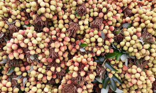 Vải thiều chín sớm sắp ra thị trường, khách du lịch về tận vườn “chốt đơn”