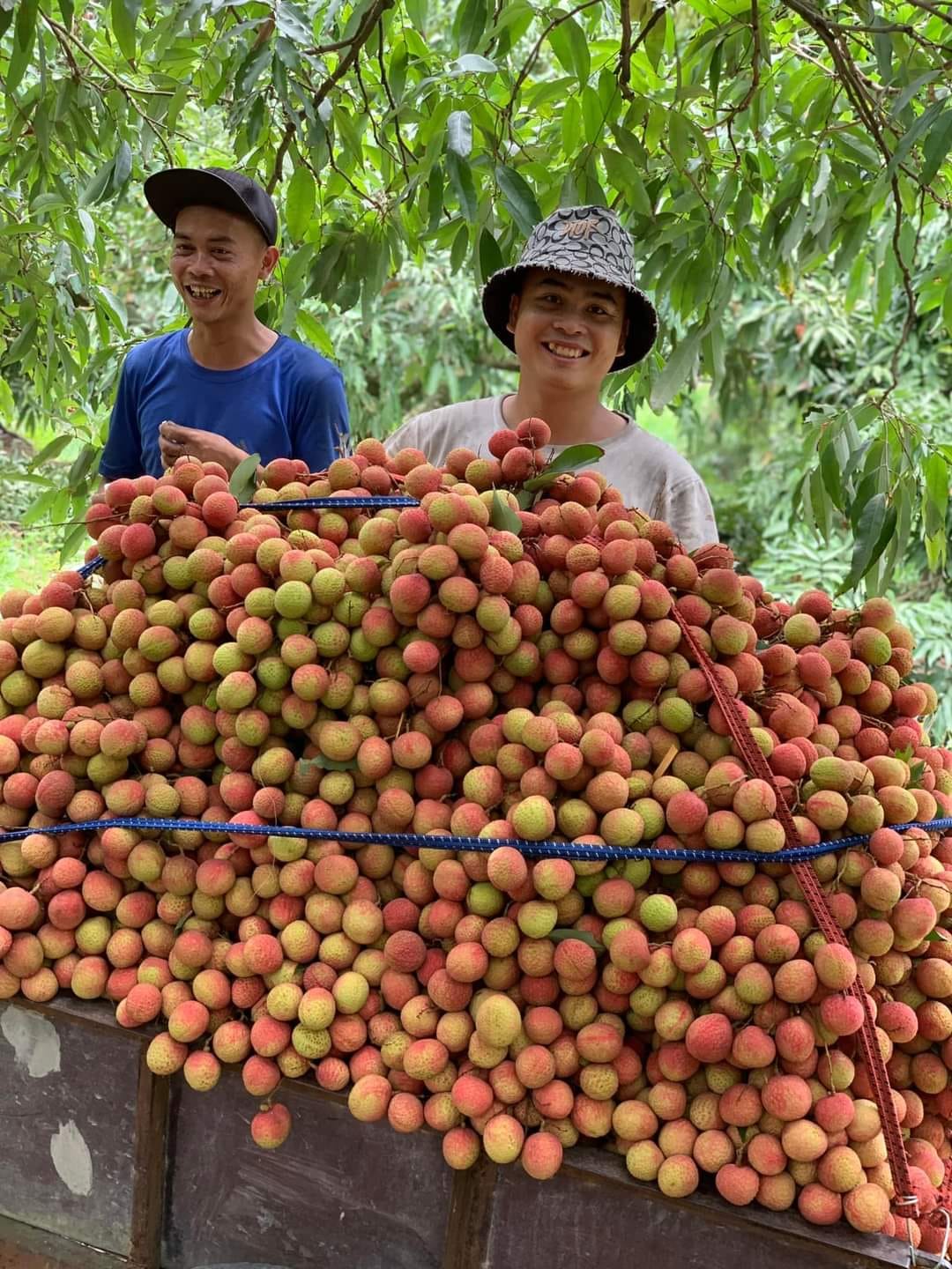 Vùng vải Phương Nam, TP Uông Bí, hiện có diện tích hơn 400 ha, ước cho sản lượng 1.800 tấn trong vụ năm nay.