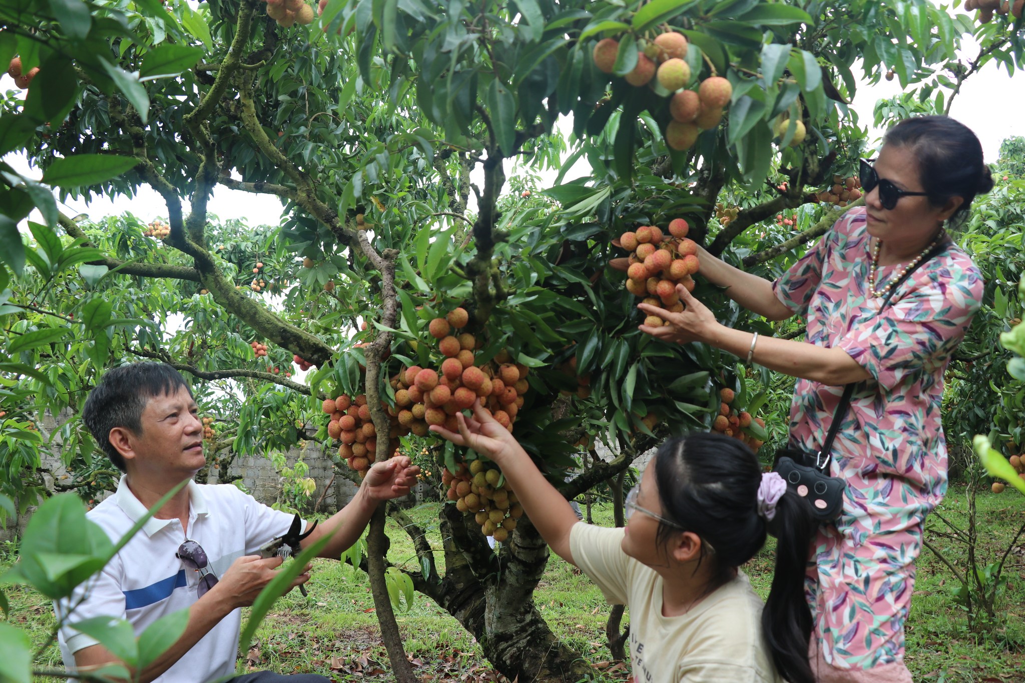 Huyện Lục Ngạn hiện c&oacute; 11 HTX&nbsp;kinh doanh dịch vụ du lịch.