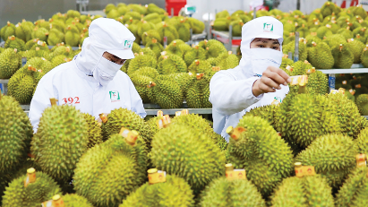 Durian exports continue upward trend