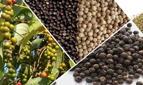 Hồ tiêu đã vượt xa cà phê trong “cuộc đua” tăng giá