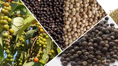 Vietnamese pepper export prices keep soaring