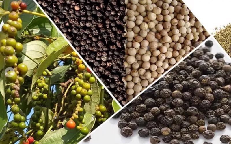 Vietnamese pepper export prices keep soaring