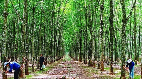 Đảm bảo tính hợp pháp của cao su nguyên liệu nhập khẩu