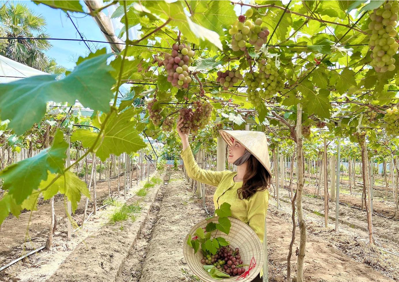 Mỗi khi trái chín là du khách đến tham quan, chụp ảnh, mua nho rất đông.