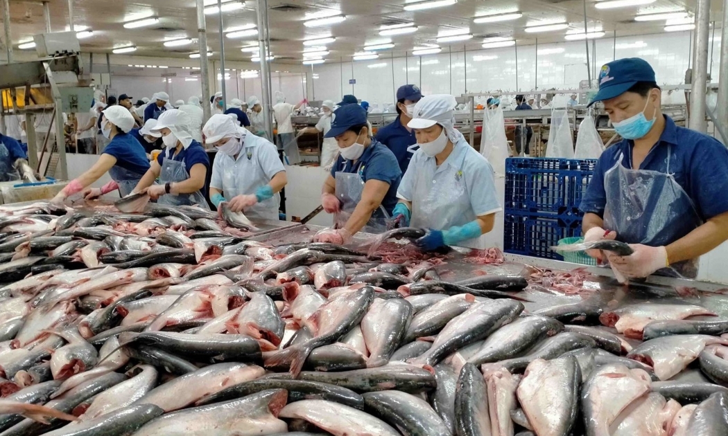 Xuất khẩu cá tra đã tăng trưởng dương