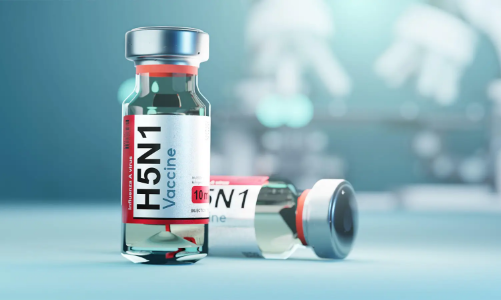 Cúm gia cầm được phát hiện trong thịt bò, Mỹ chuẩn bị vaccine H5N1