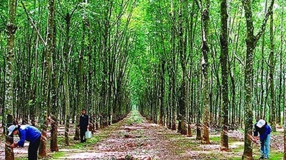 Vietnam promotes deep-processing rubber for exports