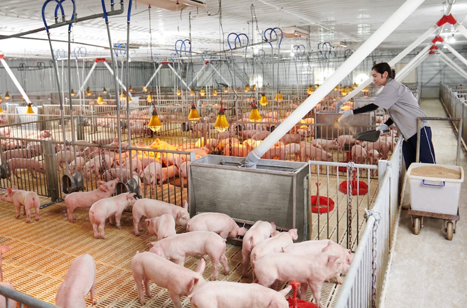 Các trang trại, doanh nghiệp chăn nuôi heo lớn vẫn nỗ lực duy trì tổng đàn.