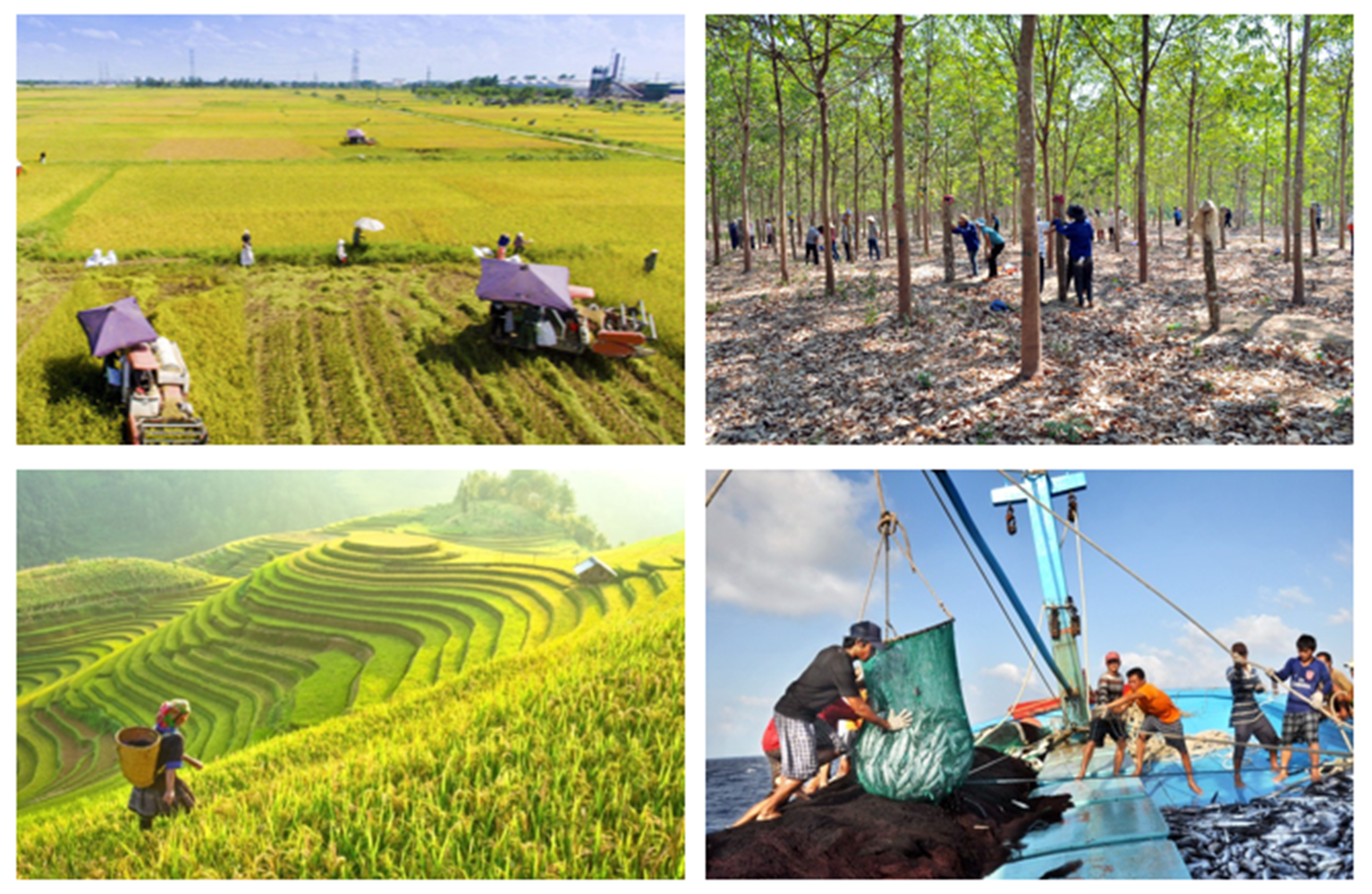 Sản xuất nông nghiệp đang thuận lợi.