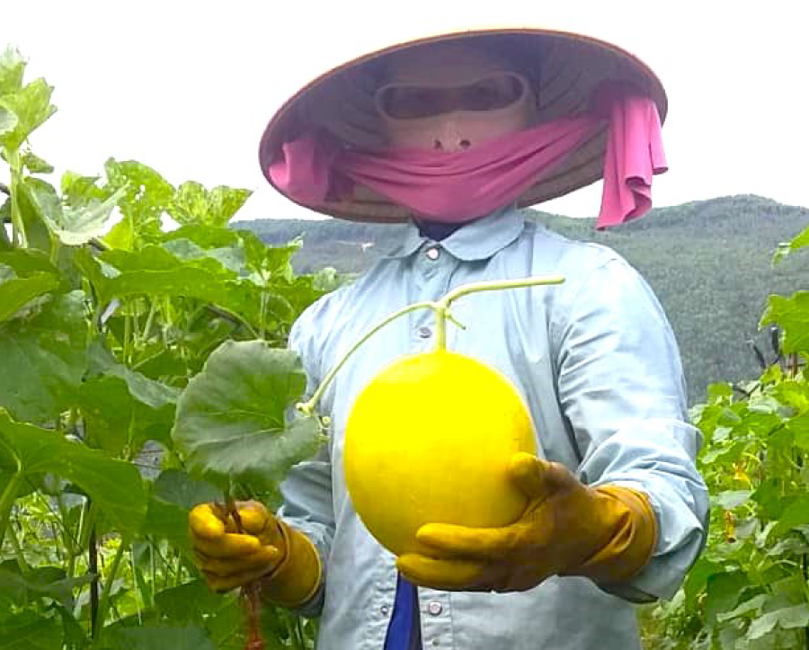 Phân bón Phú Mỹ được bà con tin dùng trên nhiều loại cây có giá trị kinh tế cao, khó trồng và khó chăm sóc như dưa hấu, dưa lê vỏ vàng, dưa lưới, dưa gang…