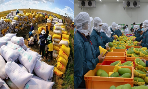 Bàn giải pháp thúc đẩy xuất khẩu gạo, rau quả