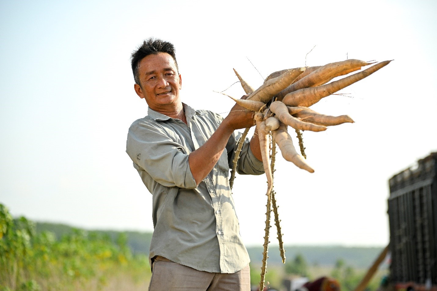 Năng suất cây khoai mì của hộ gia đình ông Nguyễn Hoàng Sơn tăng gần gấp đôi sau khi triển khai dự án.