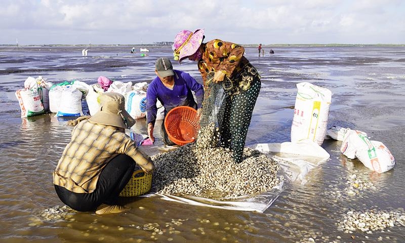 Ben Tre clam fishery achieves MSC certification for third time