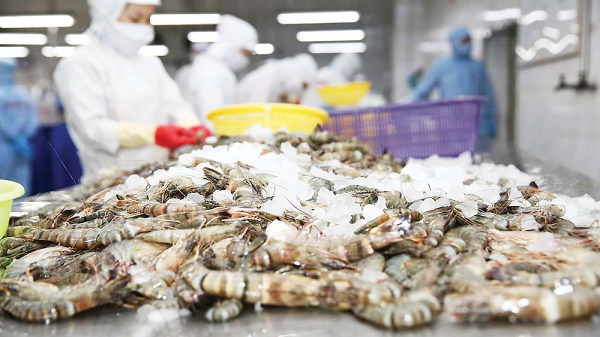 Xuất khẩu tôm khó đạt mục tiêu 10 tỷ USD 