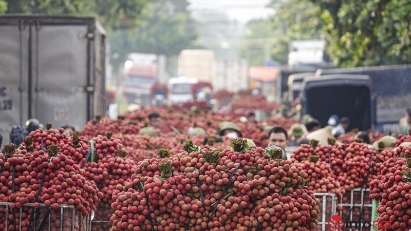 Bac Giang exports 9,300 tons of lychee