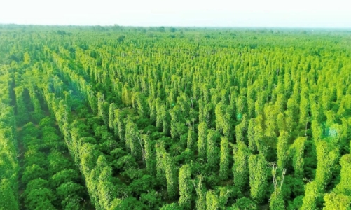 Phát triển bền vững không còn xa vời với doanh nghiệp Việt Nam