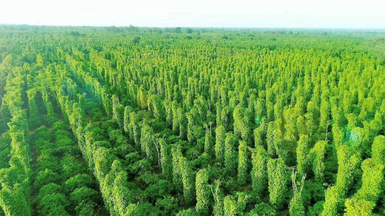 Bộ chỉ số 2024 tập trung chủ yếu ở phần môi trường.