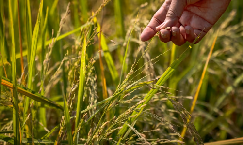 Cơ hội lớn cho gạo Việt Nam khi Philippines giảm mạnh thuế nhập khẩu 