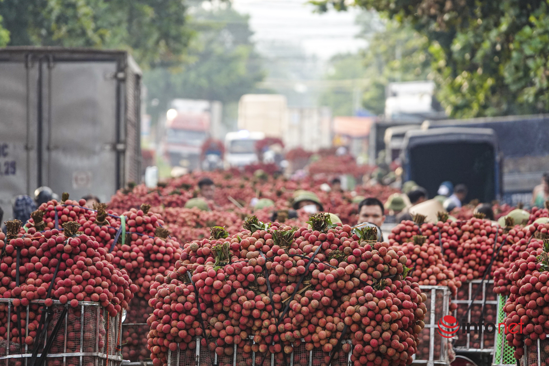 Bắc Giang sắp vào thu hoạch vải chính vụ