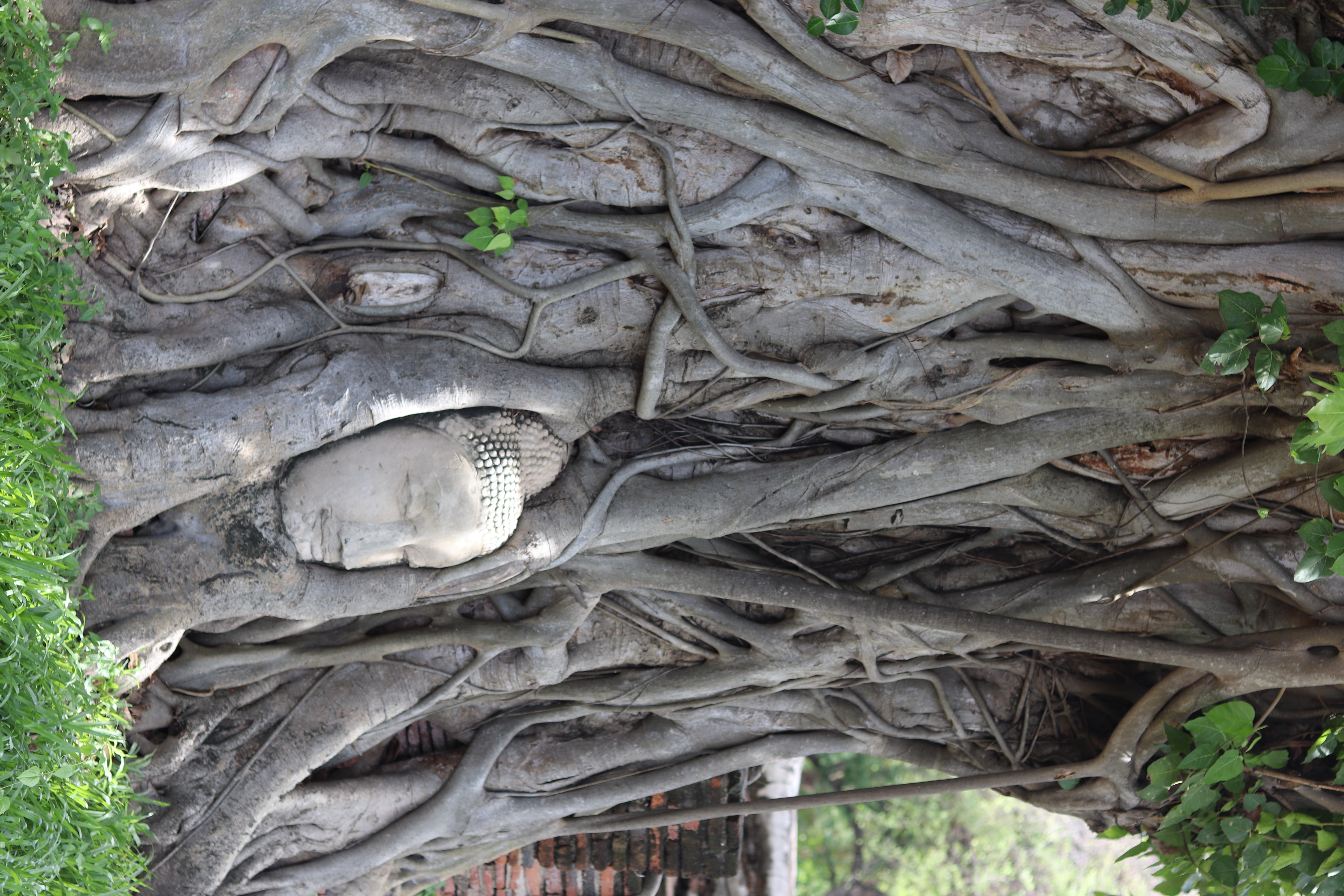 Ch&ugrave;a Wat Mahathat rất nổi tiếng với khu&ocirc;n mặt Đức Phật được bao bọc trong rễ c&acirc;y với thần th&aacute;i b&igrave;nh y&ecirc;n, lu&ocirc;n mỉm cười.&nbsp;Kh&ocirc;ng c&oacute; giấy tờ n&agrave;o giải th&iacute;ch v&igrave; sao lại c&oacute; một đầu tượng Phật ở vị tr&iacute; như vậy m&agrave; chỉ c&oacute; một v&agrave;i giả thuyết đưa ra rằng trong cuộc chiến tranh với Miến Điến, một binh l&iacute;nh n&agrave;o đ&oacute; đ&atilde; lấy v&agrave; đặt chiếc đầu tượng Phật n&agrave;y v&agrave;o một gốc c&acirc;y để giấu đi, dần về sau c&acirc;y ph&aacute;t triển v&agrave; &ocirc;m trọn chiếc đầu tượng Phật ấy.&nbsp;