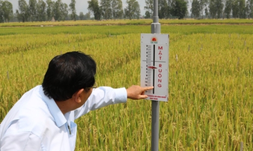 Gập ghềnh xây dựng chuỗi lúa gạo bền vững