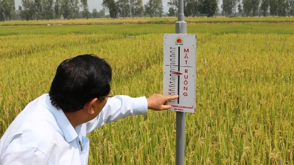 Gập ghềnh xây dựng chuỗi lúa gạo bền vững