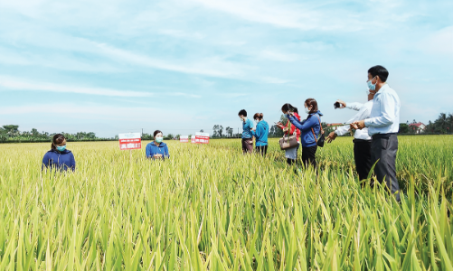 Bất cập trong hợp tác công – tư nghiên cứu giống lúa