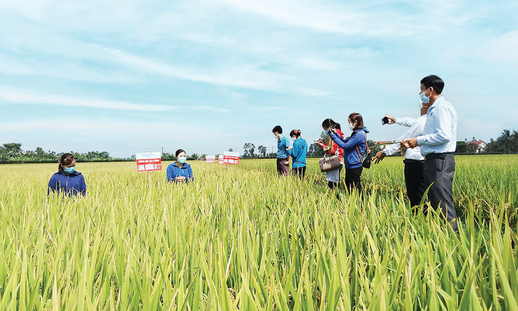 Nhiều giống lúa được chọn tạo thành công nhờ sự liên kết giữa Viện nghiên cứu và doanh nghiệp.