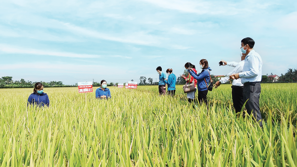 Bất cập trong hợp tác công – tư nghiên cứu giống lúa