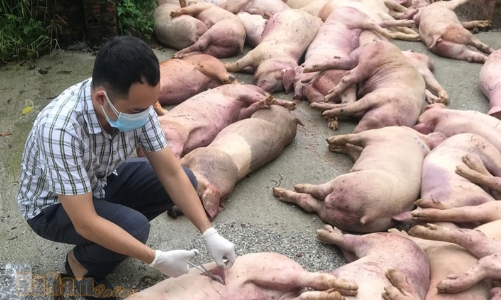 Dịch tả lợn châu Phi tái bùng phát, ngành Thú y yêu cầu các địa phương chủ động ứng phó