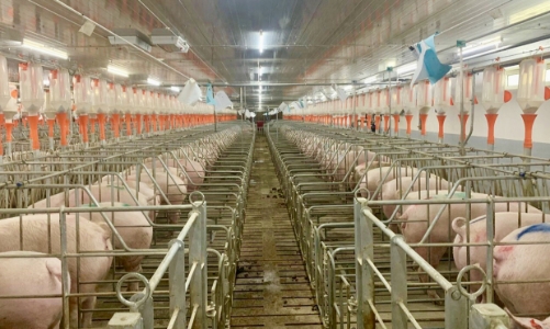 Quảng Trị có thêm dự án chăn nuôi công nghệ cao hàng trăm tỷ đồng