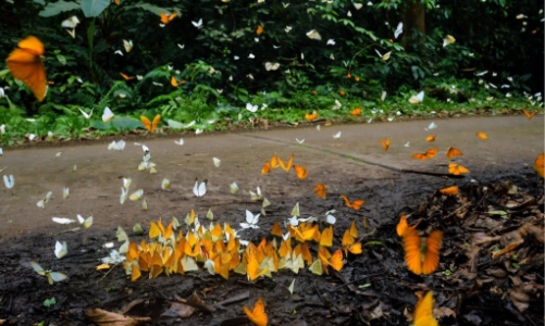 “Mùa vui” cho du lịch bền vững tại Ninh Bình