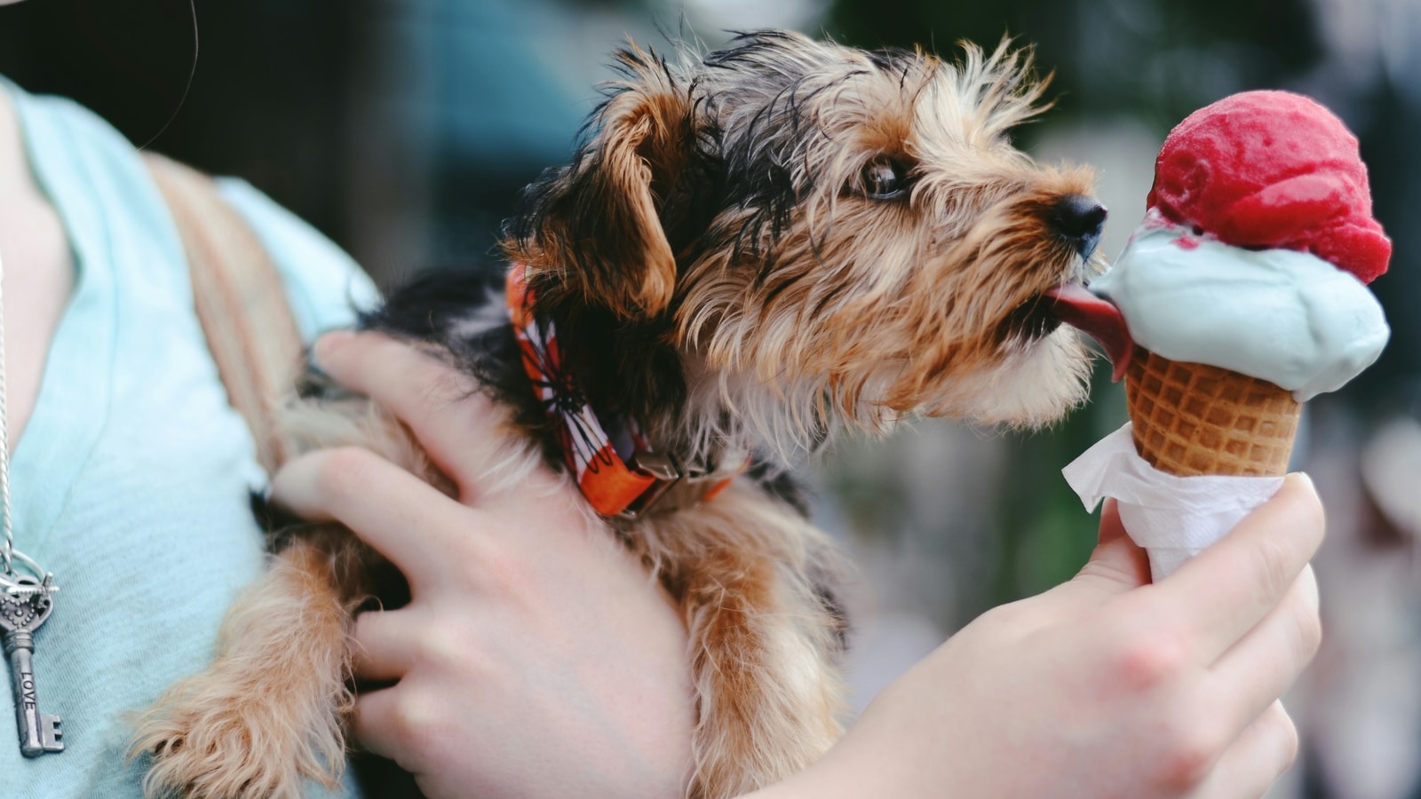 Những que kem đ&ocirc;ng lạnh 