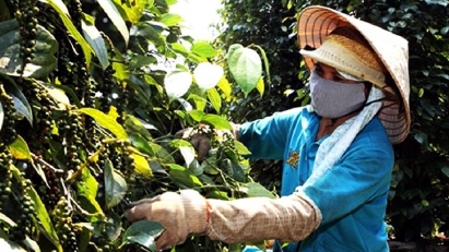 Vietnam exports 113,000 tons of pepper in 5M