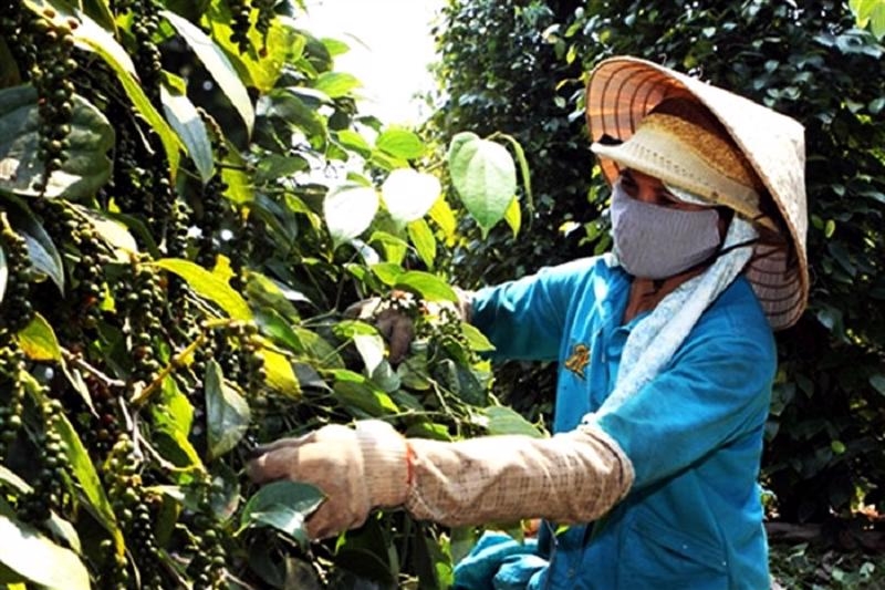 Vietnam exports 113,000 tons of pepper in 5M