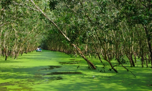 Cần hoàn thiện khung pháp lý cho thị trường tín chỉ carbon