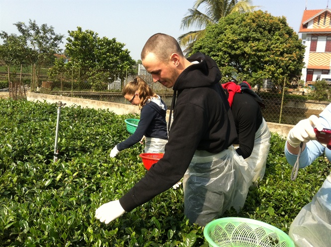 Du khách trải nghiệm thu hái chè.