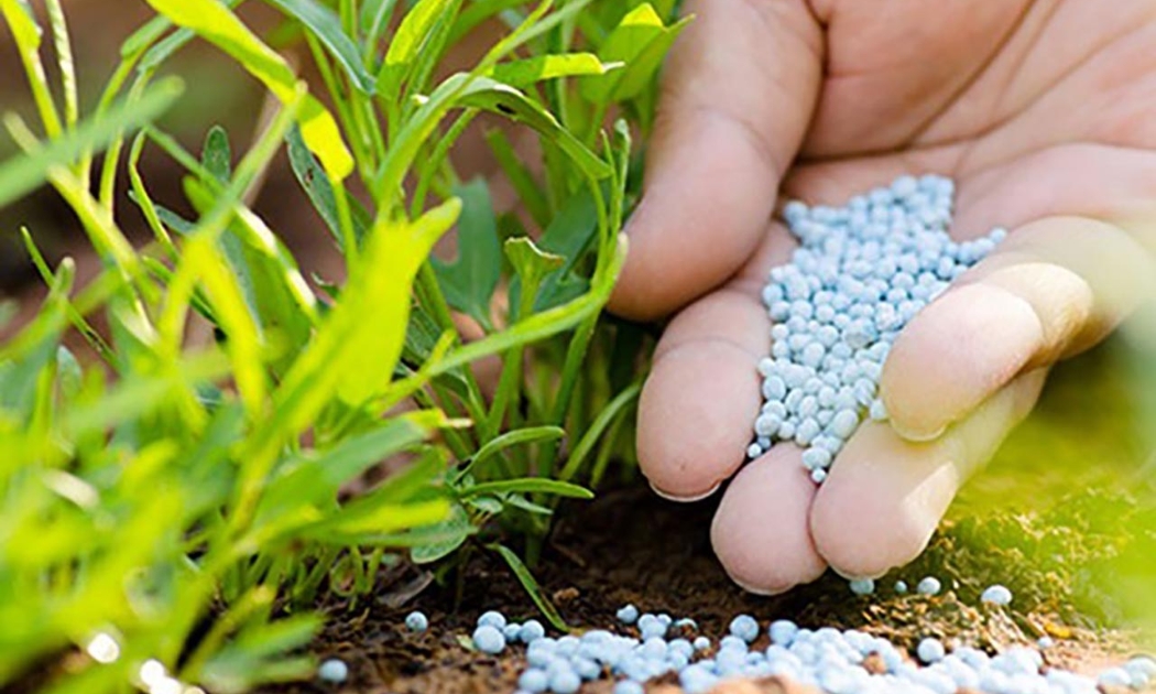 Mười năm không đánh thuế VAT với phân bón đã gây thiệt hại lớn cho thị trường.