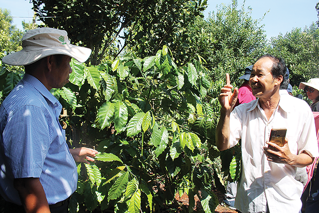 Ông Nguyễn Lực ở bìa phải, trong vườn cà phê. 