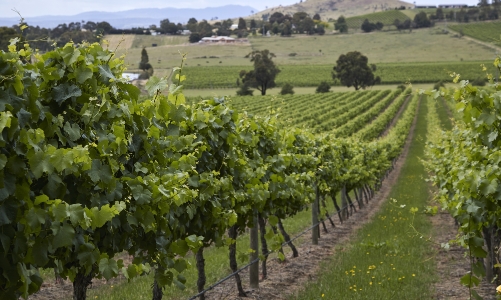 Quan hệ tan băng, thương mại Trung Quốc - Australia bật tăng mạnh