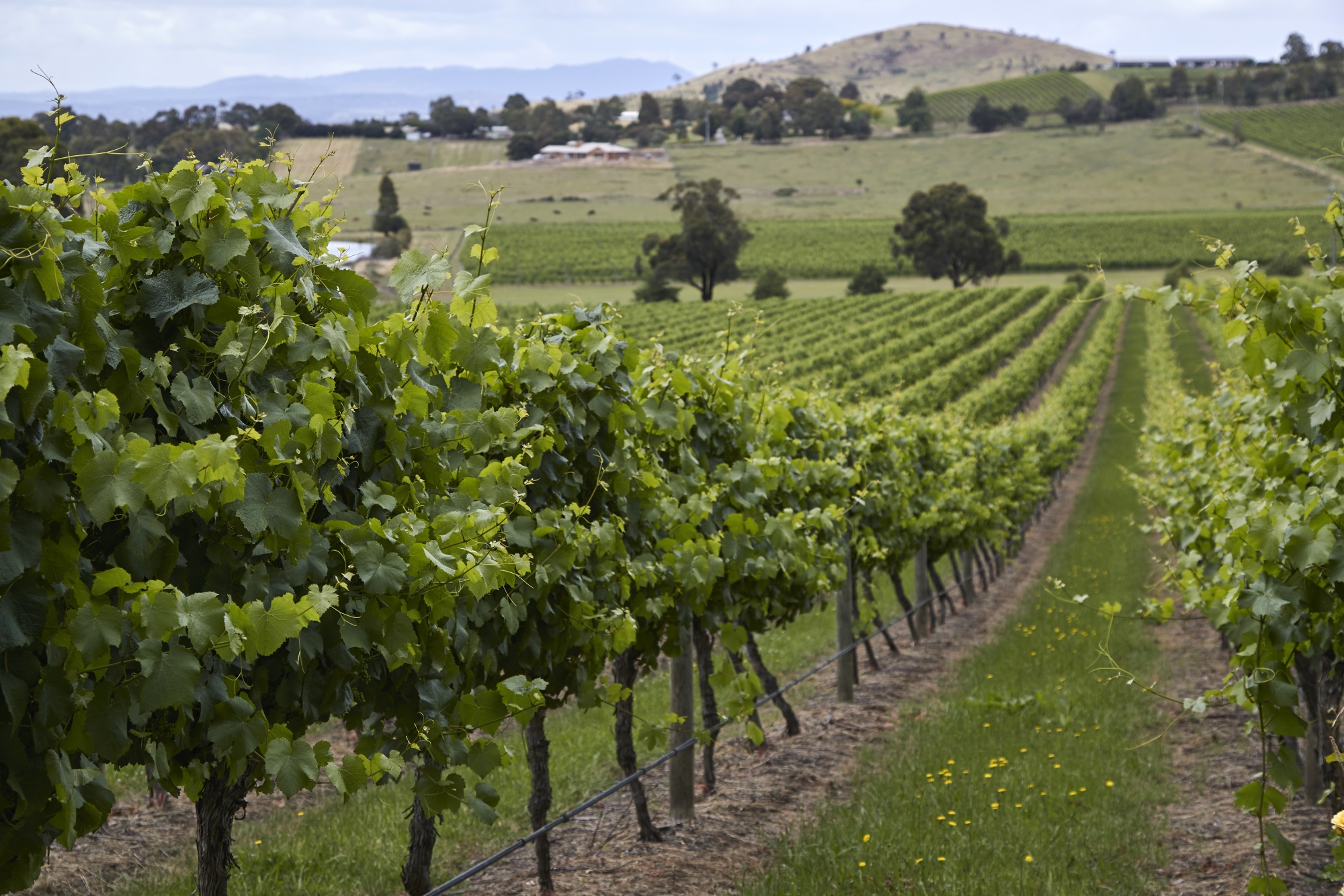 Một cánh đồng trồng nho của Australia. Rượu vang là một mặt hàng xuất khẩu lớn của Australia sang Trung Quốc - Ảnh: Bloomberg.