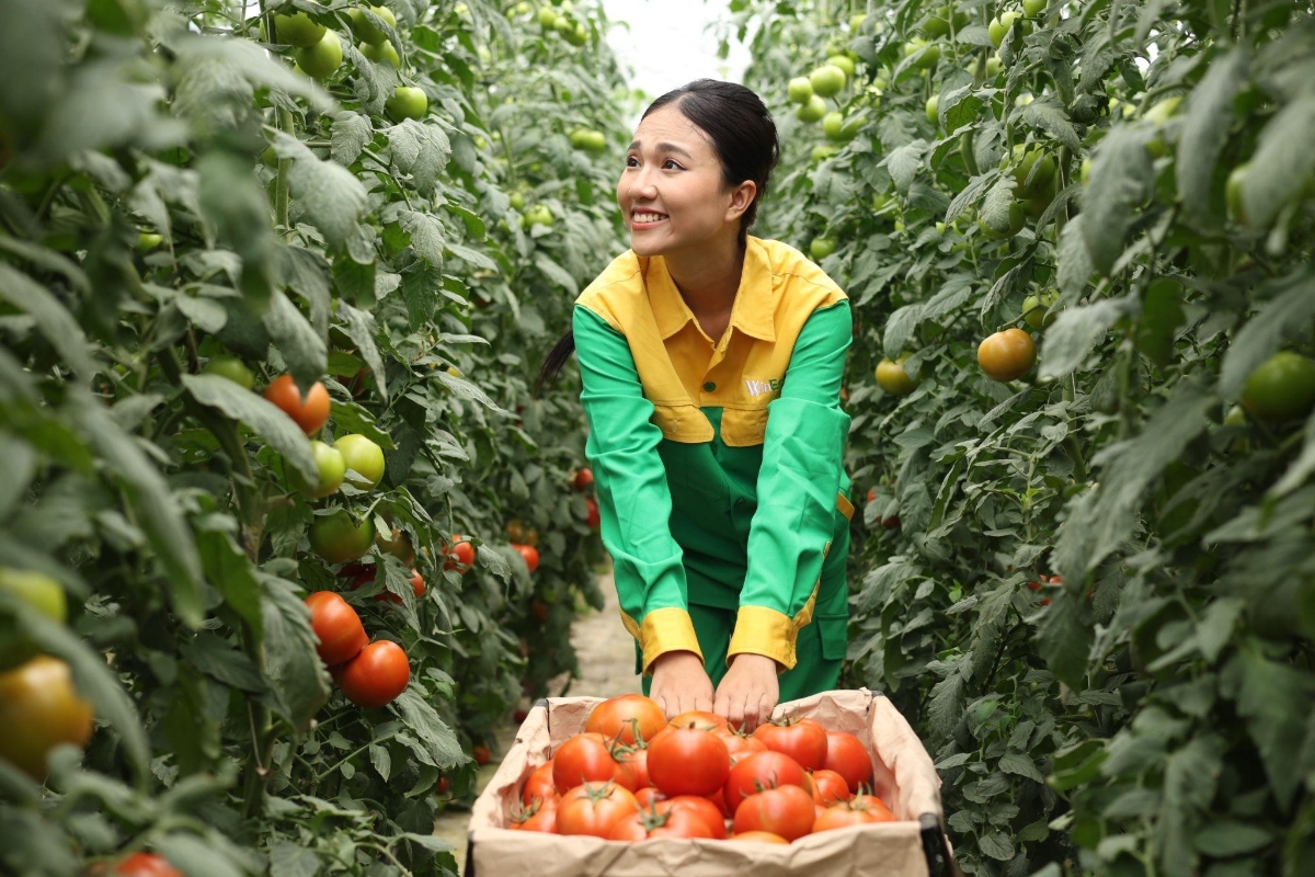 Đối với chị Mai - một trong những th&agrave;nh vi&ecirc;n của n&ocirc;ng trường c&agrave; chua WinEco Lạc Dương, niềm hạnh ph&uacute;c mỗi ng&agrave;y ch&iacute;nh l&agrave; được tự tay chăm s&oacute;c, thu hoạch v&agrave; tận mắt thấy sự &ldquo;trưởng th&agrave;nh