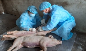 Dồn tổng lực xử lý các ổ dịch bệnh trên vật nuôi