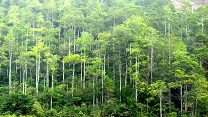 Wood and forestry product export value expected at $20 bln by 2025