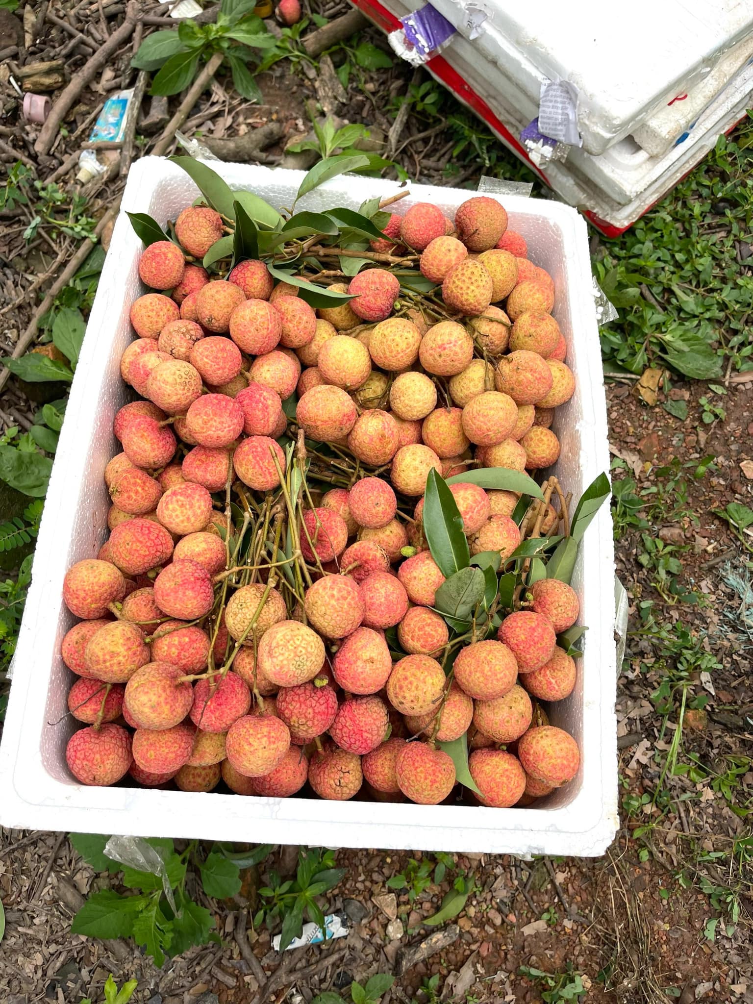 Những ngày gần đây có nhiều nông dân không cần chở vải thiều ra chợ bán nữa, bởi thương lái đã vào tận vườn cân mua.