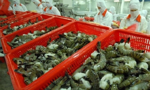 Vượt Hoa Kỳ, Trung Quốc trở thành thị trường tiêu thụ tôm lớn nhất của Việt Nam