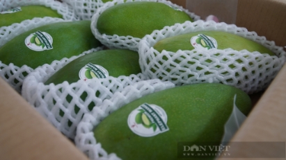 Can Tho exports two tons of mangoes to Australia, US